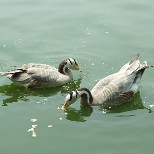Bar-headed goose