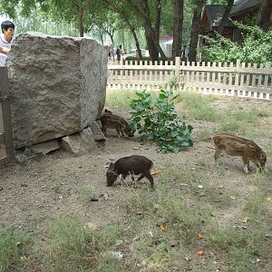 Boar piglet