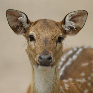 Axis deer