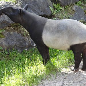 Malayan tapir