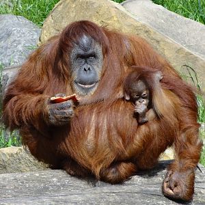 Sumatran orangs