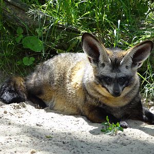 Bat-eared fox