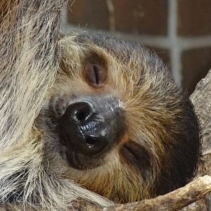 Two-toed sloth