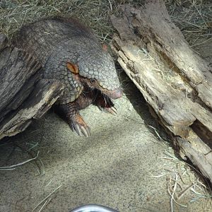 Large hairy armadillo