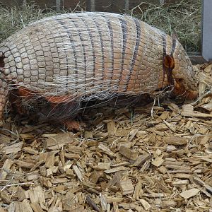 Six-banded armadillo