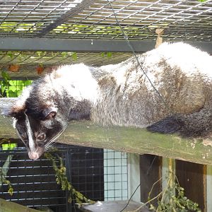 Himalayan palm civet