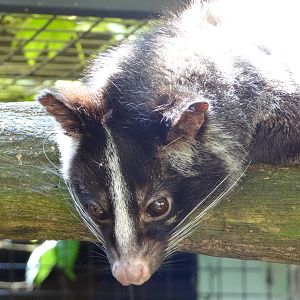 Himalayan palm civet