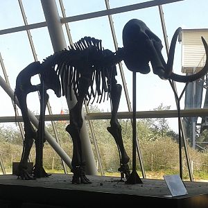 Mamuth skeleton