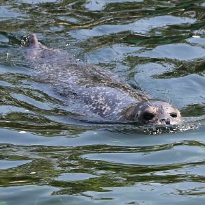 Harbour seal