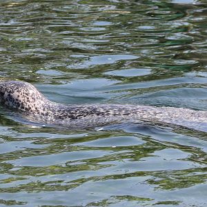 Harbour seal
