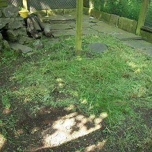 Revamp underway in the former Rabbit/Guinea Pig exhibit, 1st June 2014