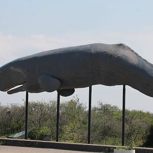 Live-size model Sperm whale