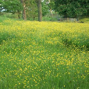 A sea of yellow in the paddock, 1st June 2014