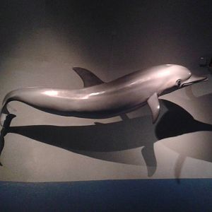 Dolphin model