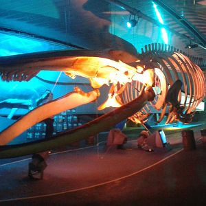 Whale skeleton
