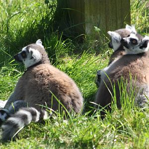 Watching a helicopter, 1st June 2014