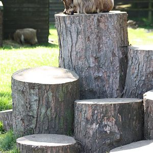 Daisy is the Queen of Goat Mountain, 1st June 2014