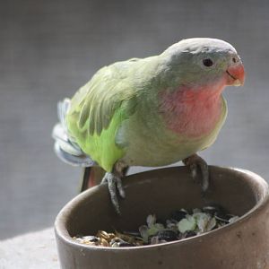 Princess of Wales Parakeet, 1st June 2014