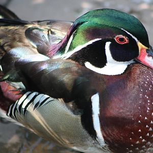 Carolina drake, 1st June 2014