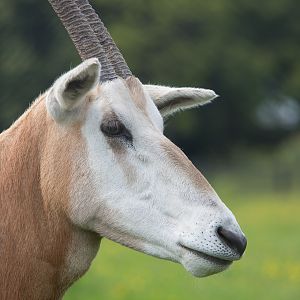 Scimitar-horned oryx : Whipsnade : 01 Jun 2014