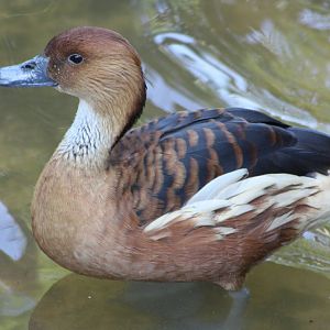 Fulvous Whistling Duck, 1st June 2014