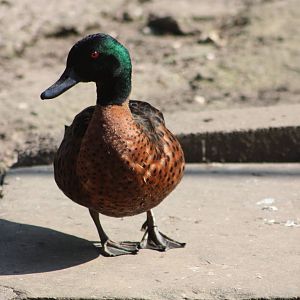 Back to the hybrids, 1st June 2014