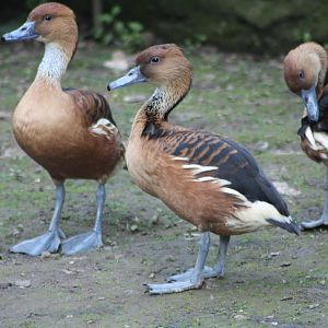 Fulvous trio, 1st June 2014