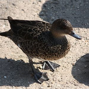 Back to the hybrids, 1st June 2014