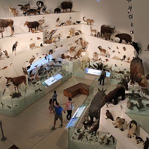 Evolution Gallery