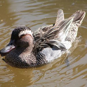Garganey, 1st June 2014
