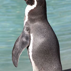 Penguin close-up, 1st June 2014