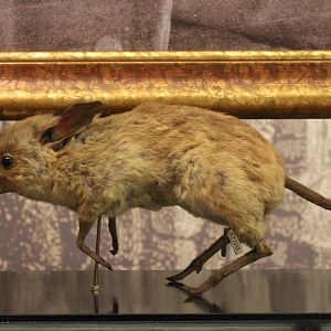 Pig-footed Bandicoot (Chaeropus ecaudatus)