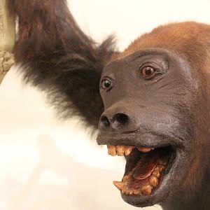 Western Lowland Gorilla (Gorilla gorilla gorilla)