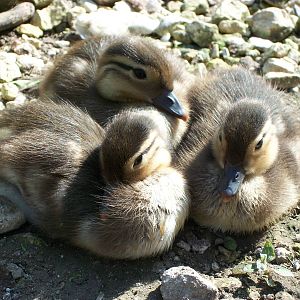 Duckling update, 1st June 2014