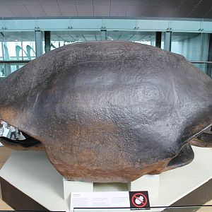 shell of Colossochelys atlas, the largest tortoise ever