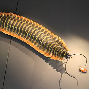 life-size model of Arthropleura