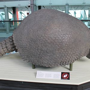 Glyptodon skeleton