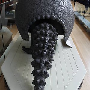 Glyptodon skeleton