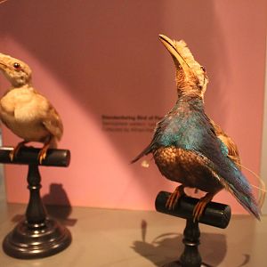 Wallace's Standardwing (Semioptera wallacii)