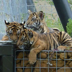 Tiger Cubs - 4 months