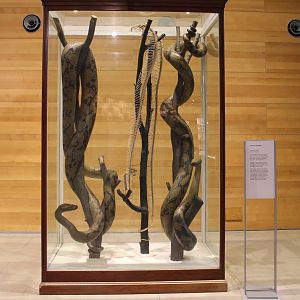 Reticulated Pythons (Python reticulatus)