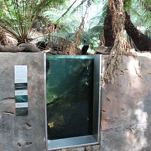 The Forest Gallery, stream viewing