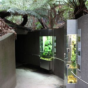 The Forest Gallery, frog tanks