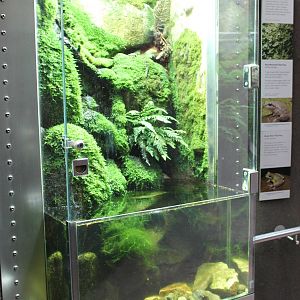 The Forest Gallery, frog tank