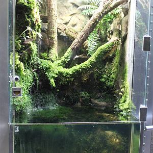 The Forest Gallery, frog tank