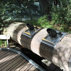 The Forest Gallery, bug log