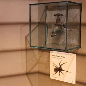 spider display