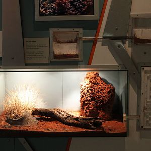 black ant display