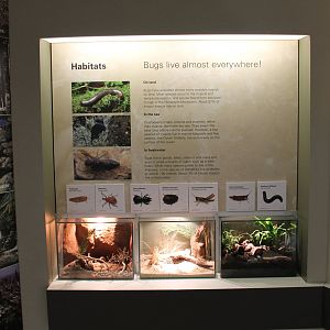 Australian invertebrate tanks