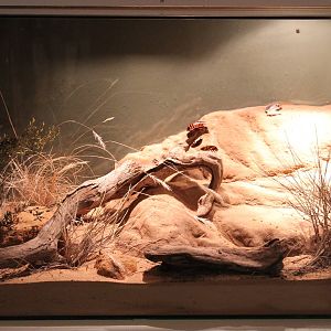 cockroach tank